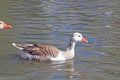 Adult gray goose swimming