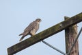 adult gray gyrfalcon bird