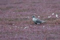 Adult gray gyrfalcon bird