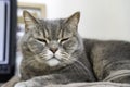 Adult gray Shorthair cat with sleepy eyes lying on work desk Royalty Free Stock Photo