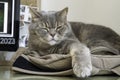 Adult gray Shorthair cat with sleepy yellow eyes lying on backpack Royalty Free Stock Photo