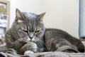 Adult gray Shorthair cat with sleepy yellow eyes lying on backpack, looking at something Royalty Free Stock Photo