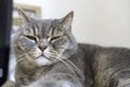 Adult gray Shorthair cat with sleepy yellow eyes lying on work desk, looking at the camera Royalty Free Stock Photo