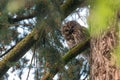 adult gray tawny owl sitting on a branch of a douglas tree green background in a forest park