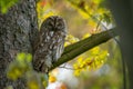 adult gray tawny owl sitting on a branch of a douglas tree pressed against the trunk with nice green background