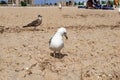 An adult great black-backed gull stands on the beach, close-up. Seabird on the sandy Black Sea coast at Zaliznyi port Kherson