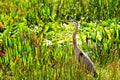 Adult great blue heron bird in wetland Royalty Free Stock Photo