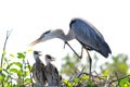 Adult Great blue heron & chicks in nest Royalty Free Stock Photo