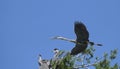 Adult Great Blue Heron in flight over nest