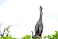 Adult Great blue heron looking after babies in nest Royalty Free Stock Photo