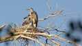 Adult great blue heron near two young ones in the nest Royalty Free Stock Photo