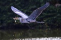 Adult Great Blue Heron preparing a nest. Royalty Free Stock Photo