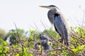 Adult great blue heron with two chicks in nest Royalty Free Stock Photo