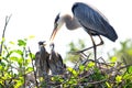 Adult Great blue heron with two chicks in nest Royalty Free Stock Photo