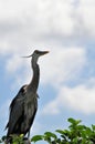 Adult Great blue heron & young in nest Royalty Free Stock Photo