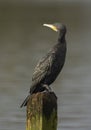 adult great cormorant phalacrocorax carbo