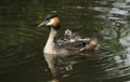 An adult Great crested Grebe Podiceps cristatus with its cute babies riding on its backs swimming in a river. Royalty Free Stock Photo