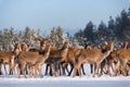 Adult Great Deer Cervus Elaphus, Surrounded By Herd Illuminated By The Morning Sun.Noble Red Deer Cervidae In Winter.Portrait