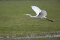 An adult Great egret Ardea alba taking off to the sky in a nature reserve in Poland Royalty Free Stock Photo