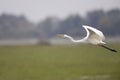 An adult Great egret Ardea alba taking off to the sky in a nature reserve in Poland Royalty Free Stock Photo