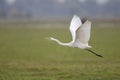 An adult Great egret Ardea alba taking off to the sky in a nature reserve in Poland Royalty Free Stock Photo