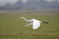 An adult Great egret Ardea alba taking off to the sky in a nature reserve in Poland Royalty Free Stock Photo