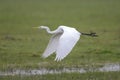 An adult Great egret Ardea alba taking off to the sky in a nature reserve in Poland Royalty Free Stock Photo