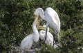 Great Egret rookery, Pickney Island Wildlife Refuge, South Carolina Royalty Free Stock Photo