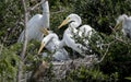 Great Egret rookery, Pickney Island Wildlife Refuge, South Carolina Royalty Free Stock Photo