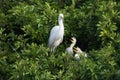 An adult Great Egret watching over her chicks Royalty Free Stock Photo