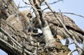 Adult Great Horned Owl Passing Captured Rodent to Young Owlet