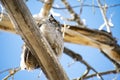 Adult Great Horned Owl Perched on a Branch