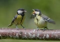 Adult Great tit feeding his crying and hungry chick with wide open mouth and wings Royalty Free Stock Photo