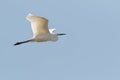 An adult Great White Heron, Great White Egret, or Great Egret, A