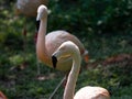 Adult Greater Flamingo (Phoenicopterus roseus) face in the zoo. Royalty Free Stock Photo