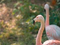 Adult Greater Flamingo (Phoenicopterus roseus) face in the zoo. Royalty Free Stock Photo