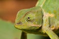 Adult green cameleon