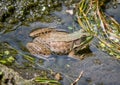 Adult Green Frog