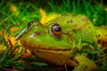 Adult green frog sitting in grass looking toward the camera