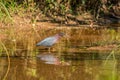 Green heron hunting in the water Royalty Free Stock Photo