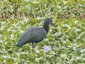 Adult Green Ibis