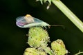 Adult Green Lacewing (Chrysoperla) eating aphids at night on flower buds in Houston, TX.