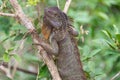 Adult green male iguana lizard clinging to tree branches Royalty Free Stock Photo