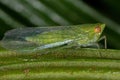 Adult Green Planthopper Insect