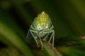 Adult Green Planthopper Insect