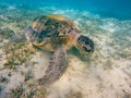 Adult green sea turtle Chelonia mydas Royalty Free Stock Photo