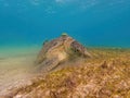 Adult green sea turtle, Chelonia mydas, Marsa Alam Egypt Royalty Free Stock Photo