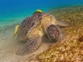 Adult green sea turtle, Chelonia mydas, Marsa Alam Egypt Royalty Free Stock Photo