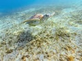 Adult green sea turtle, Chelonia mydas, swim in Marsa Alam Egypt Royalty Free Stock Photo