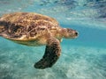 Adult green sea turtle Chelonia mydas Royalty Free Stock Photo